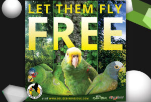 Belize bird rescue sign blog image