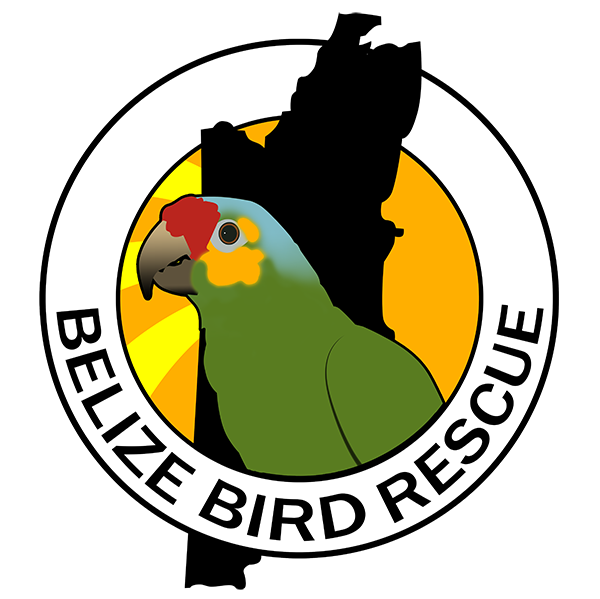 Belize Bird Rescue Logo