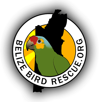 Community 8 community img belize bird rescue logo