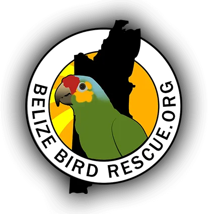 community img belize bird rescue logo